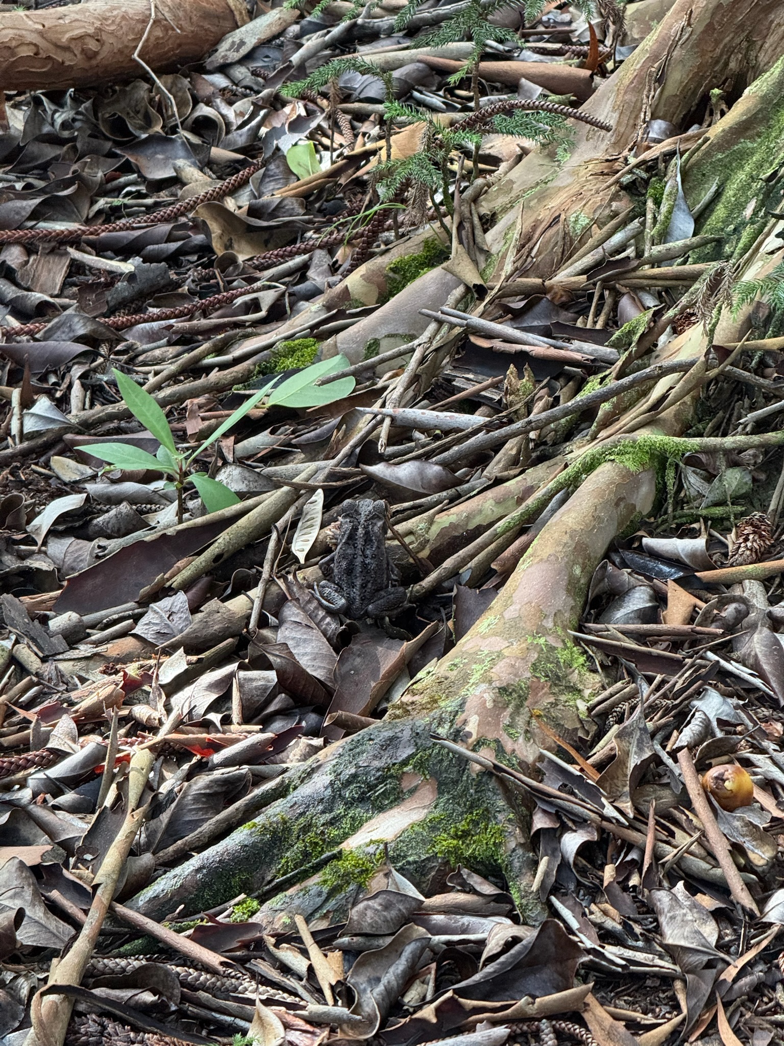 Kauai Princville, Kauai